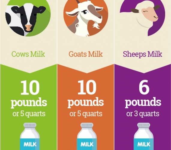 How much milk does it take to make one pound of cheese?